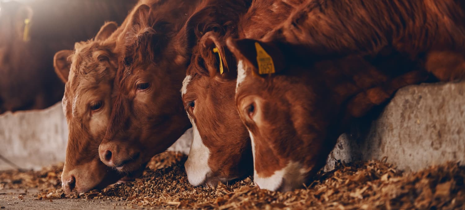 Cows eating